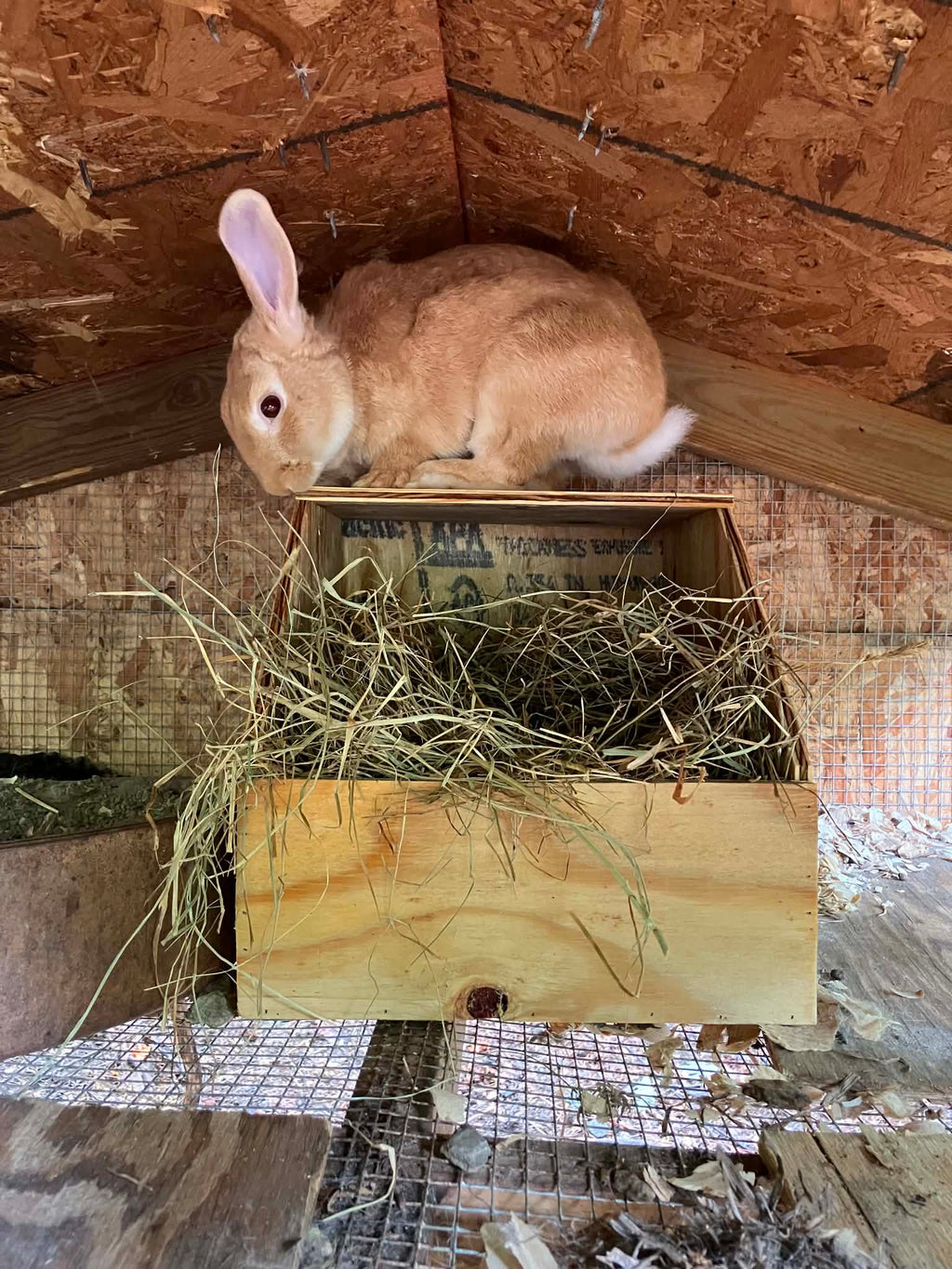 Large Nest Box