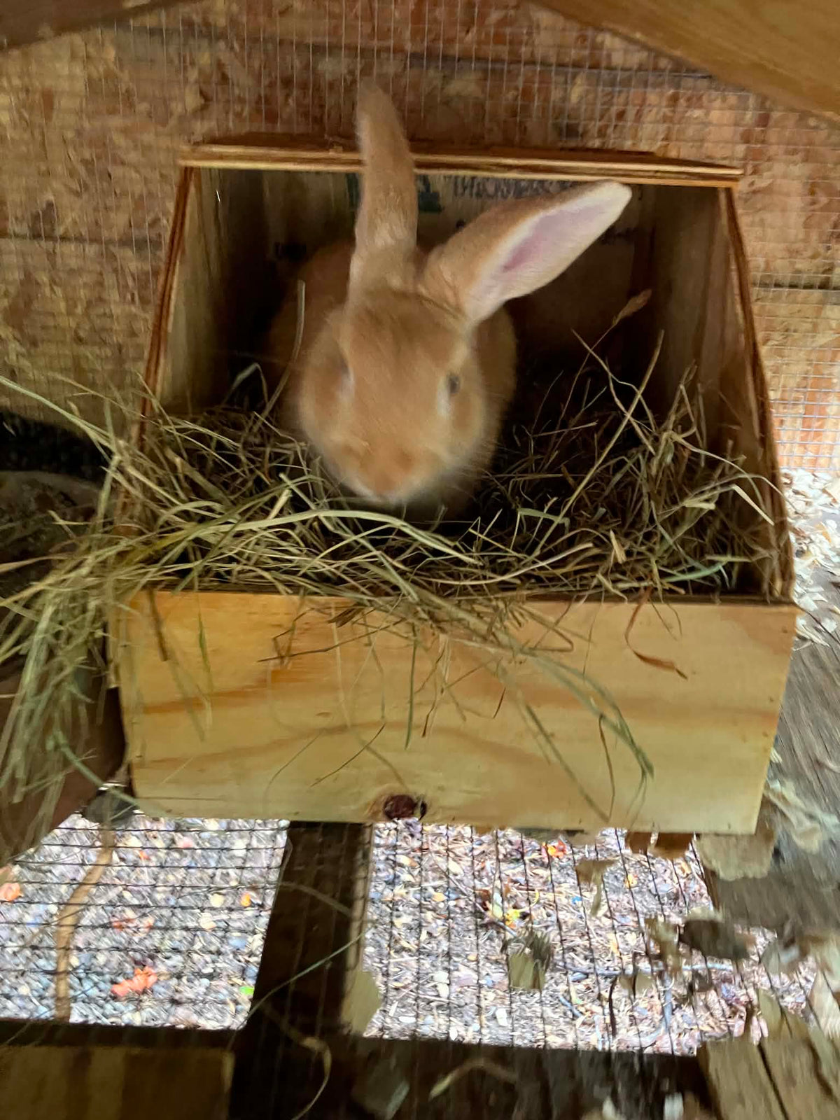 Large Nest Box