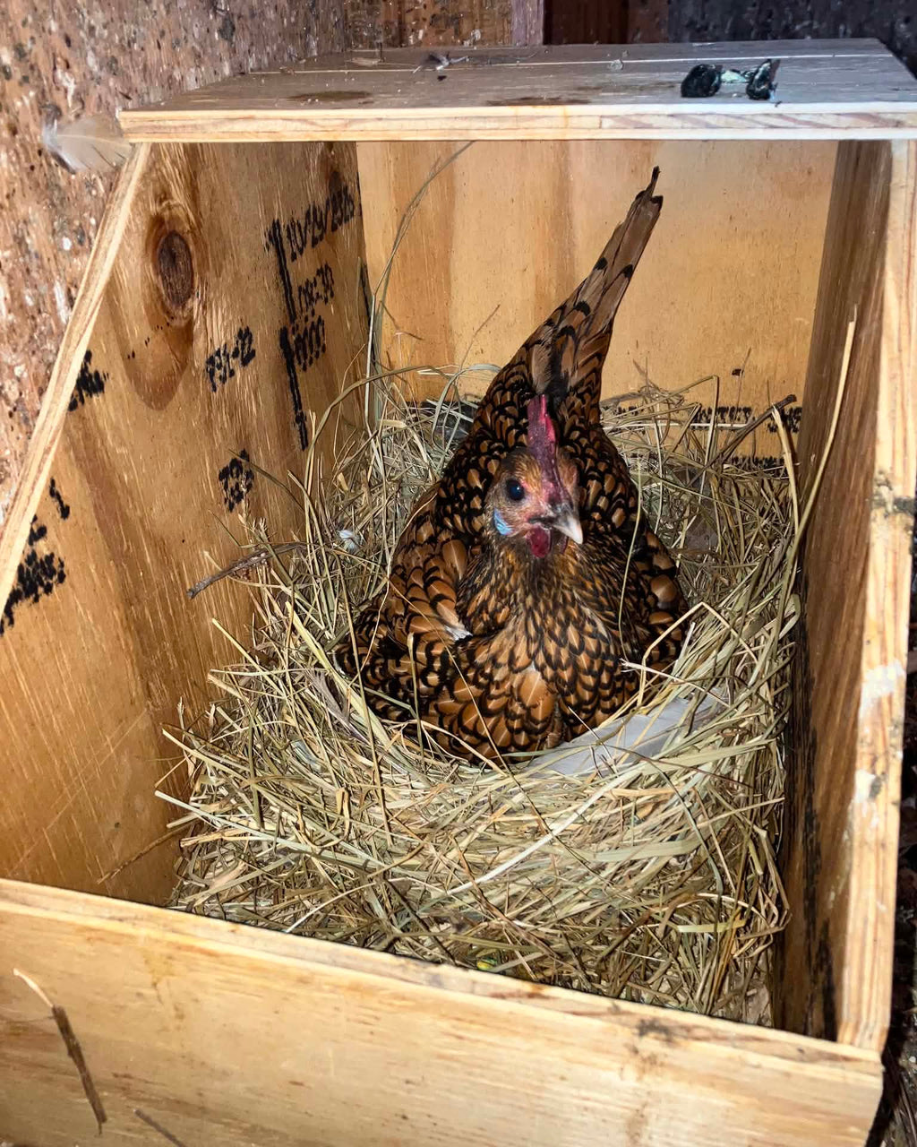 Medium Nest Box