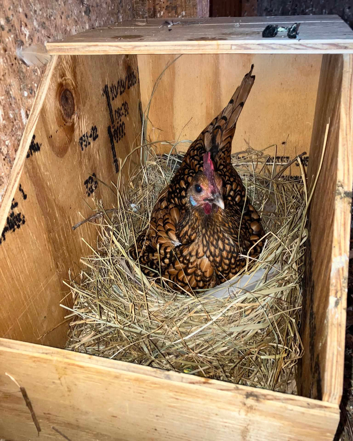Medium Nest Box